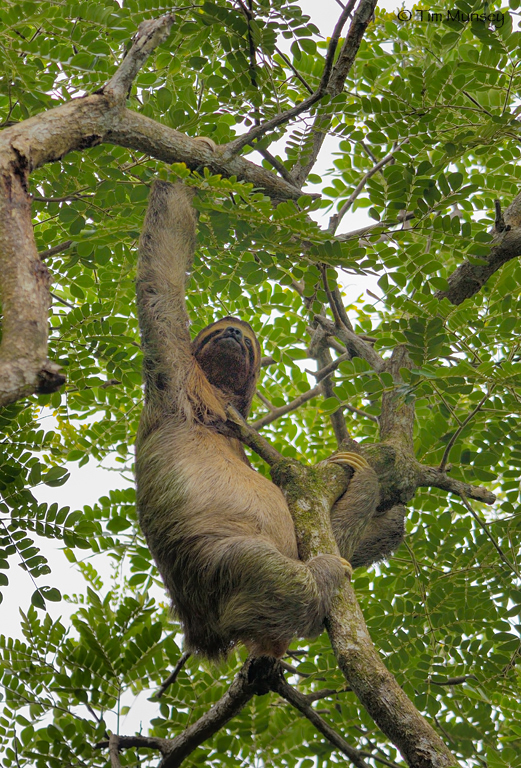 Three Toed Sloth 3